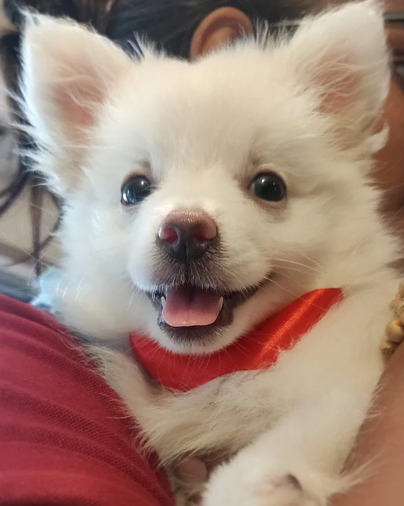 Pet grooming client transformation
